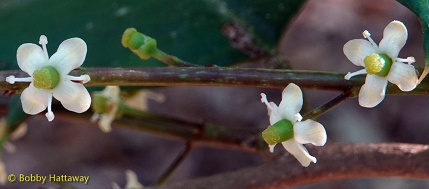 {Ilex opaca}